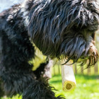 Cadet Stuffed Shin Bone  Long-lasting Dog Chew Bones For Aggressive Chewers  Hig