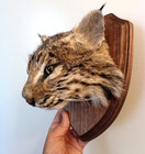 Bobcat Taxidermy Wall Mount Animal Head Hide Skull Fox Coyote Hunting Decor