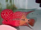 High-quality Male Super Red Dragon Flowerhorn With Vibrant Color And Strong Head