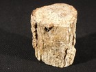 Nice Bark Polished Petrified Cycad Fossil Or Palm Fern Fossil Madagascar  312gr