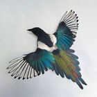 Magpie  pica Pica  Taxidermy Wall Mount