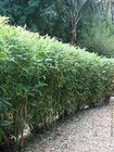 Bamboo Fernleaf   1 Gallon   Bambusa Multiplex   Low Maintenance   Hardy Plant