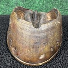 Real Horse Hoof W  Horseshoe Attached Oddity Agriculture Educational Aid