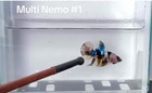Betta Nemo Multi Male Live Fish High Quality 1