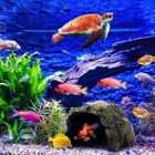 Mm Pet Supplies Reptile Rock Hide Cave For Lizards - Aquarium