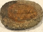 Asaphus  Trilobite  Over 200 Million Years Old  Fossil On Rock Great Paperweight
