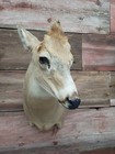 Nice Early Season Whitetail Deer Shoulder Mount Taxidermy Add Your Own Antlers