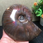 392g Natural  Polishing Rainbow Iridescent Ammonite Shell Specimen  Md2830