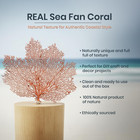 Sea Fan Coral 7-10  - Nautical Decorations - Beach Home Decor - Decorative Coral