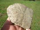 Choice Box Turtle Plastron Trap Door Florida Fossils Ice Age Extinct Tortoise Fl