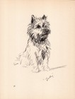 Vintage Cairn Terrier Print Wall Art Decor 1940s Lucy Dawson Cairn Terrier 6252p