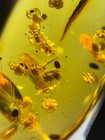 Burmese Burmite Cretaceous A Nest Of Spiders Insect Fossil Amber Myanmar