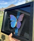Real Blue Morpho Butterfly Framed Shadow Box Taxidermy Custom Hand Beaded Art