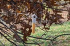 Deer Urine Wick   Scent Wick  Hunting Scent Buck Attractant