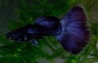 3 Female - Blue Moscow -live Aquarium Guppy Fish