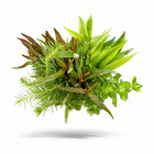 Easy Low-light Beginner Aquarium Plant Bundle  grower s Choice 