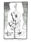 Original Pencil Drawing Flower Art Signed 11x14 Desert Hollyhock