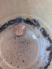 50  Powder Blue Isopods  p  Pruinos  Bioactive Clean Up Crew       Free Shipping 