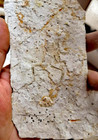 Exquisite Insect Fossils From The Jurassic Daohugou Period