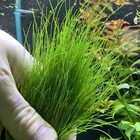 Dwarf Hairgrass  eleocharis Parvula  Clump X12   3 25 ea  Live Aquarium Plants