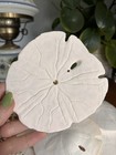 Large Natural White Sand Dollar Sea Shells Coastal Beach Cottage Core Decor 