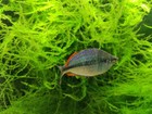 Taiwan Moss-live Aquarium Plant For Freshwater Tropical Tanks  Beginner-friendly