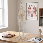 Skeleton Model With Stand Freestanding Human Skeleton Model Anatomical