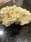 Vintage Large Natural Coral Ruffled Lettuce Reef White Vintage Approx 6 5   x7   x 3
