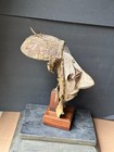 Vintage Igbo Spirit Mask With Elongated Nose   Organic Hood - On Stand 15 
