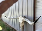 Longhorn Steer Skull Huge 5 Feet 9 Inch Wide Polished Bull Horn Mounted Cow Head