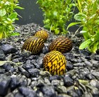 3 Zig Zag Nerite Snails Freshwater Snails