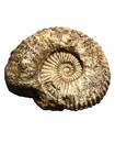Large Natural Ammonite Fossil Specimen     Heavy Display Fossil