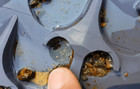 16x48 Gold Dredge Dream Mat