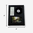 Raptor Tooth Display