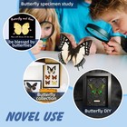 12 Pcs Real Butterfly Specimens For Crafts  Preserved Taxidermy Butterflies   