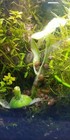 7  Ramshorn Snails  Freshwater Algae Cleanup  free Aquatic Plants 