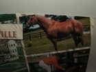 Vintage Secretariat Postcard Kentucky Derby Louisville Bgs-334 Claiborne Farm