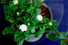 Chinese Serissa  snow Rose   Pre-bonsai Tree - 4 Inch - Flowering For Beginners