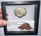 Framed Rare Ice Age Fossil Glyptodont Tail Scute Bone Armor Lot  One Per Order 