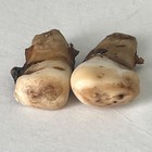 4 Elk Ivory Teeth - Wapiti - Whistler - Tusk  - Pendants Rings Earrings Bracelet