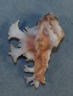 Murex Pele 37 80mm Super Choice Rare Red Specimen Off Waianae  Oahu  Hi