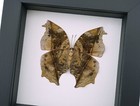 Salamis Cacta Female Verso Dead Leaf Mimic Butterfly Framed Taxidermy  Classic