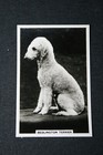 Bedlington Terrier   Vintage 1939 Photo Card  Df29ms