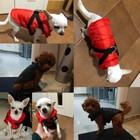 Warm Waterproof Pet Dog Jacket Harness Vest Puppy Cat Coat With D-ring Xs-2xl