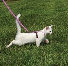 Cat Harness Adjustable Lightweight Bungee Leash Small Dusty Rose Petsafe Come