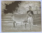 Antique Glass Plate Photo Negative - Farmer With A Cow By Wooden Fence