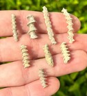 Alabama Fossil Archimedes Screw One Per Purchase Bryozoan Mississippian Age