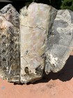 Large Polished Baculite Fossil Pair In Matrix W  Stunning Suture Patterns