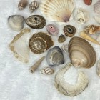 Mixed Lot 7oz Assorted Beach Seashells Starfish Natural Ocean Shell Decor Craft