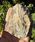 Blue Forest Petrified Wood  Eden Valley   Wyoming - With Some Nice Details